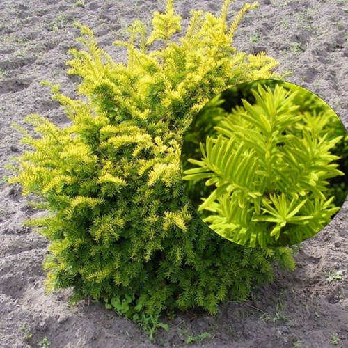Taxus baccata 'Washingtonii' - Harilik jugapuu 'Washingtonii' C10/10L